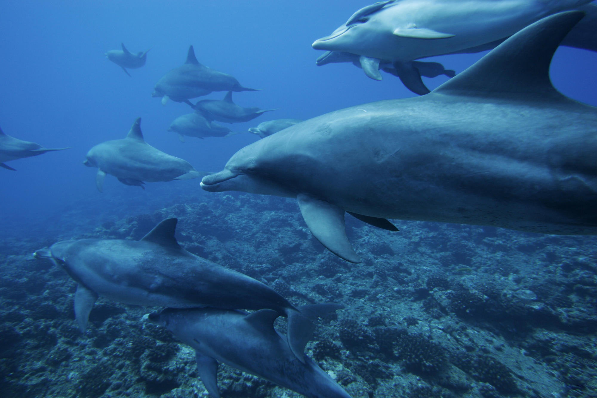 dolphins_-_underwater_backgrounds